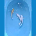 platinum ukur 25_28cm male
