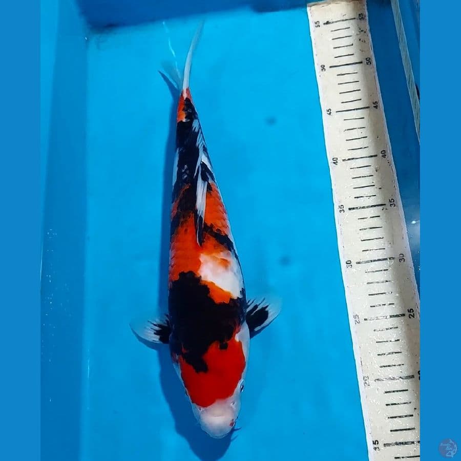 BLACK STRONG SHOWA 37 CM
