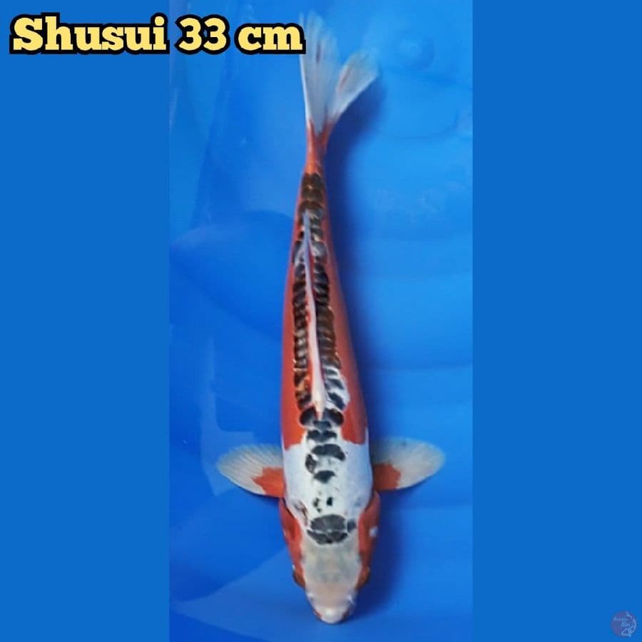 Shusui 33 cm
