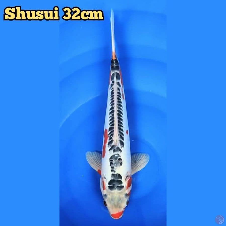 Shusui 32 cm