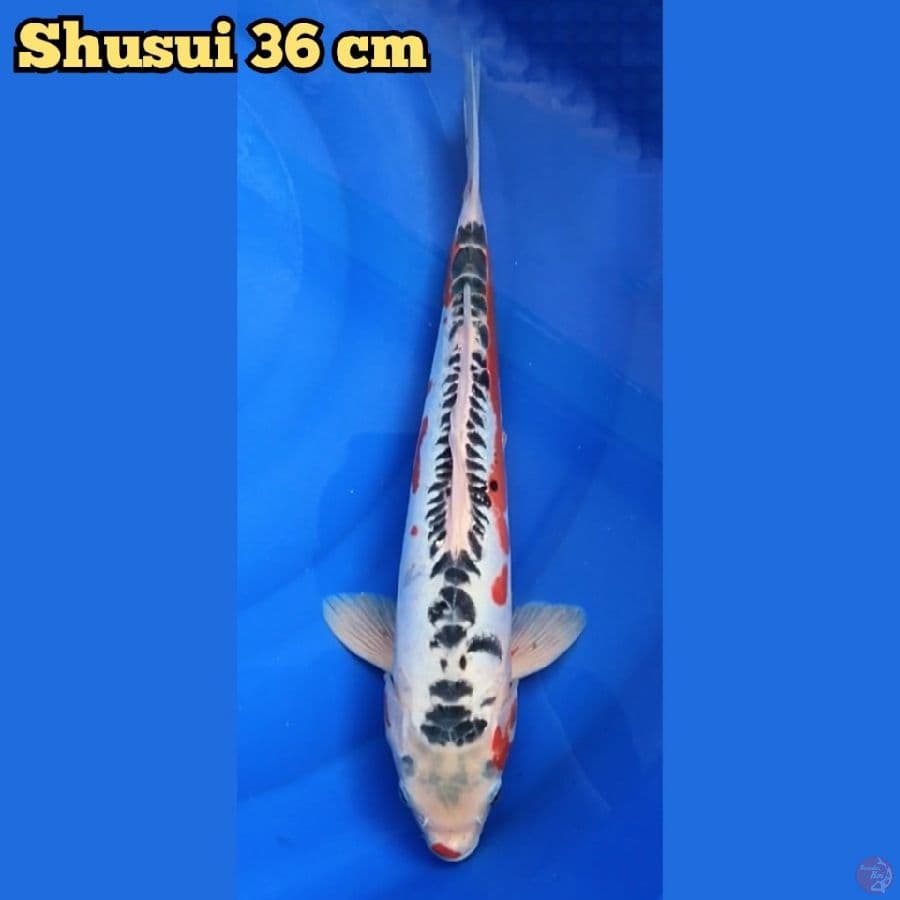 Shusui 36 cm