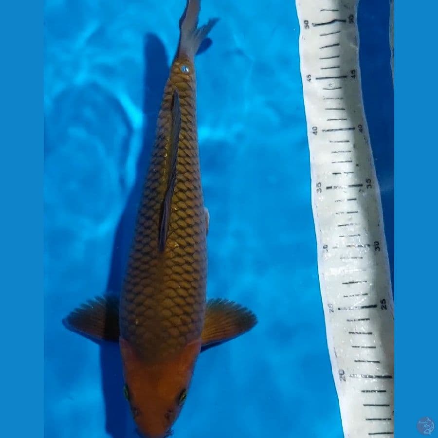 CHAGOI BULKY 36 CM JANTAN