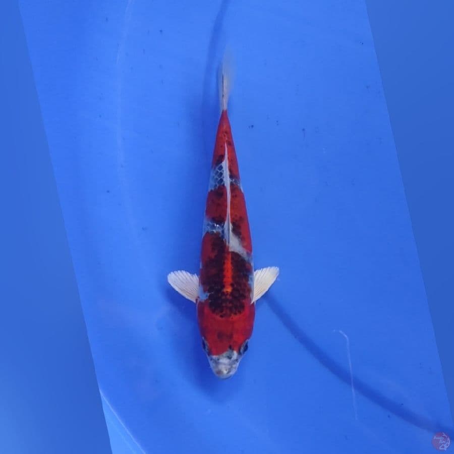 KOJAKU GOSIKI RED 20CM