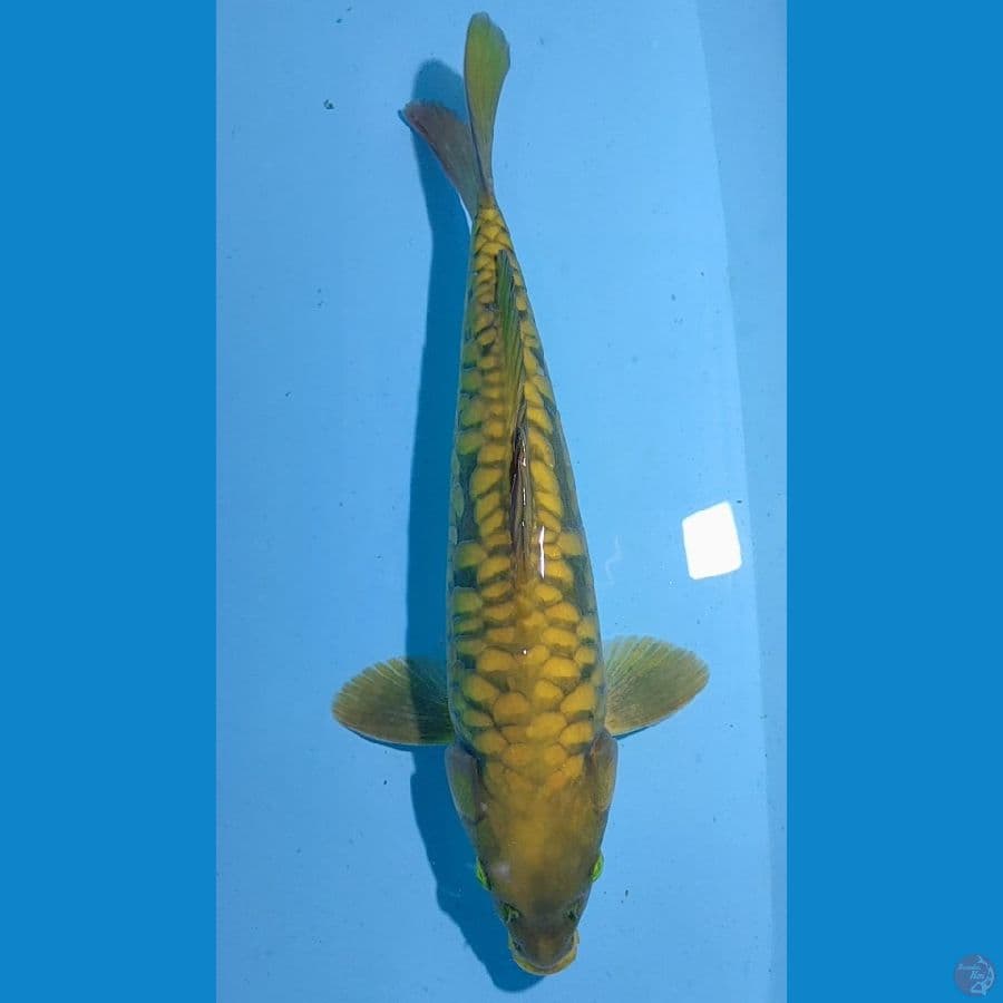 CAGOI ARAGOKE 35 CM