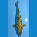 CAGOI ARAGOKE 35 CM