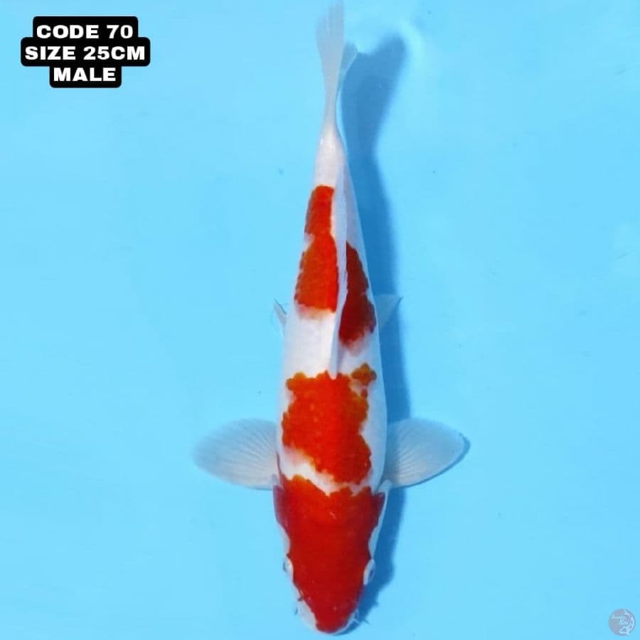 KOHAKU 3 STEP