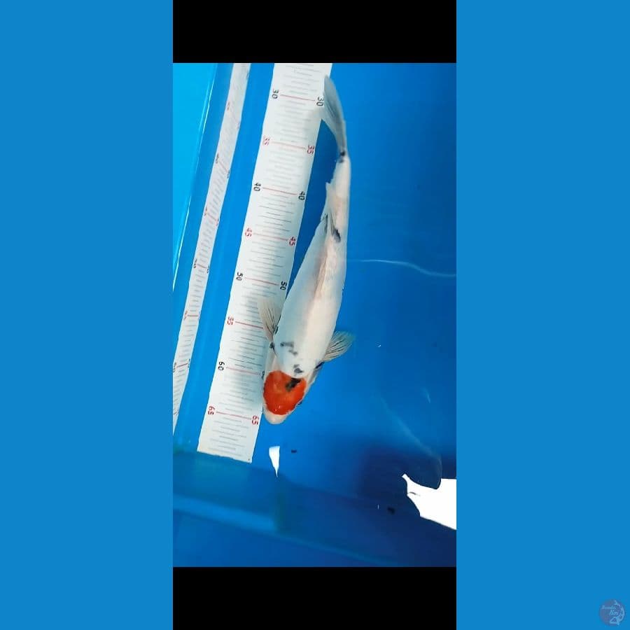 Tancho showa doitsu 34cm