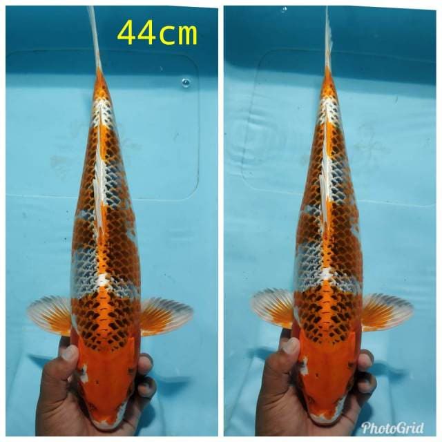 Kujaku super bersih bakat jumbo