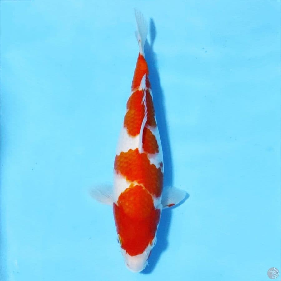 KOHAKU F1 