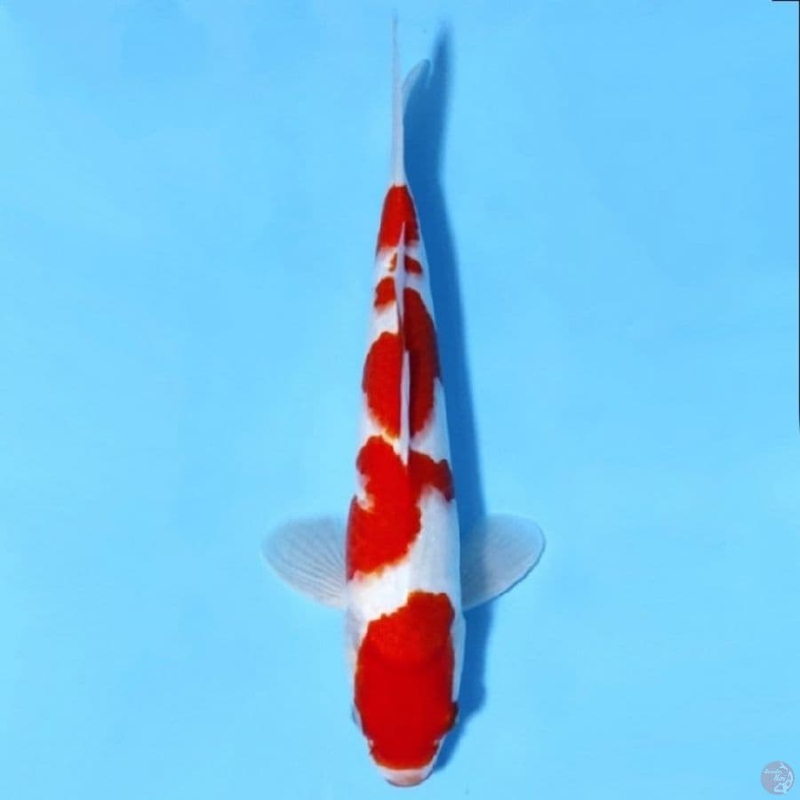 KOHAKU POLA ORIGINAL