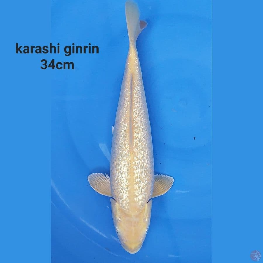 JOS KARASHI GINRIN by BIMA
