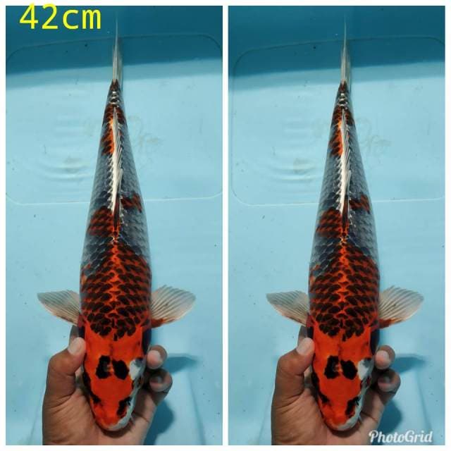 Gingga kujaku