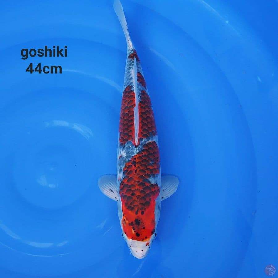 JOS KURO GOSHIKI