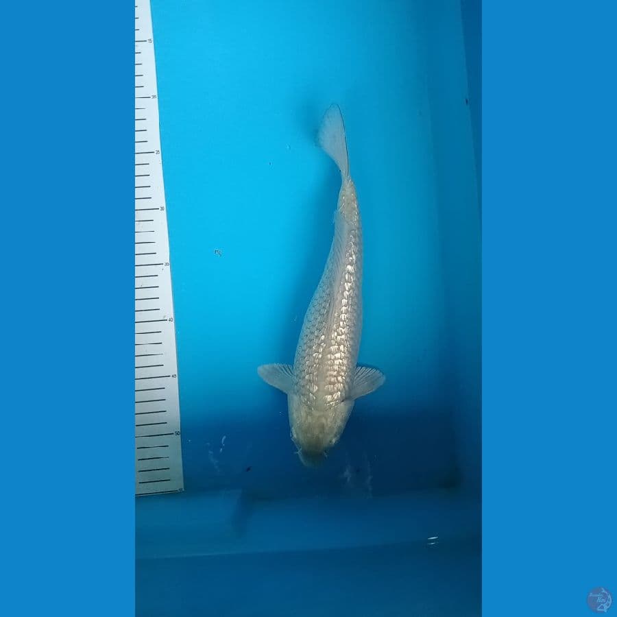 saragoi ginrin 29cm