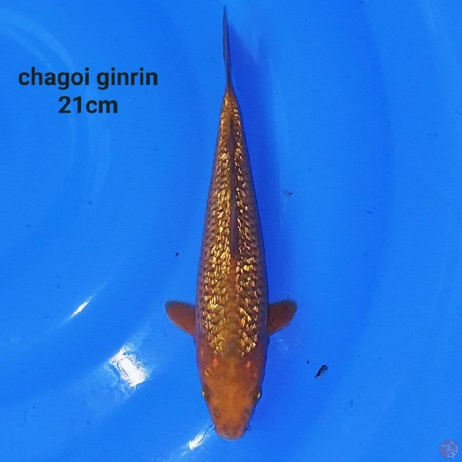 JOS CHAGOI GINRIN