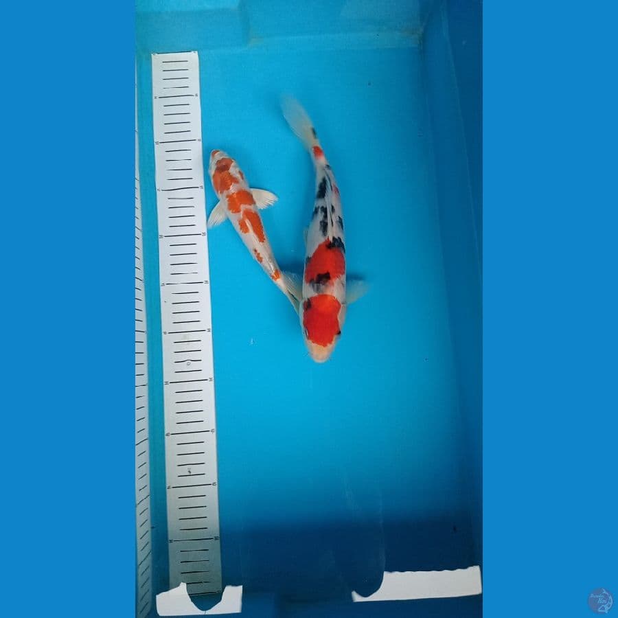 sanke maruten kojaku hikari 20  26 cm