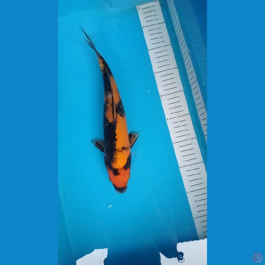hi utsuri 30 cm