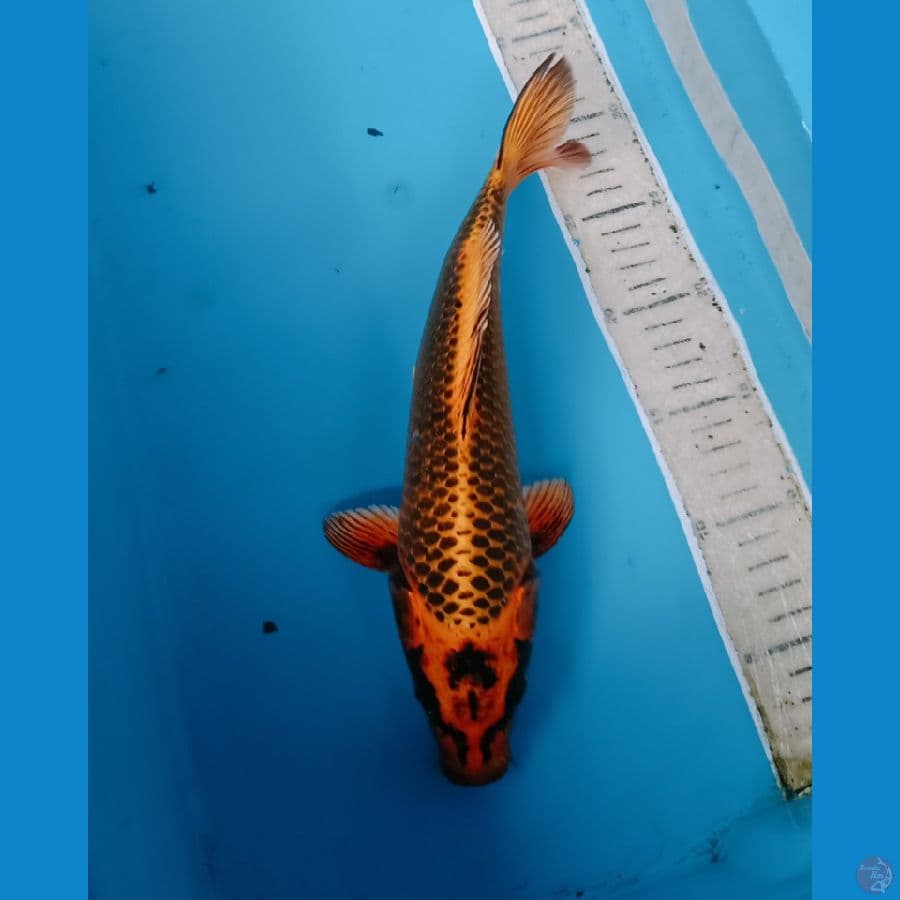 kin matsuba 30cm 
