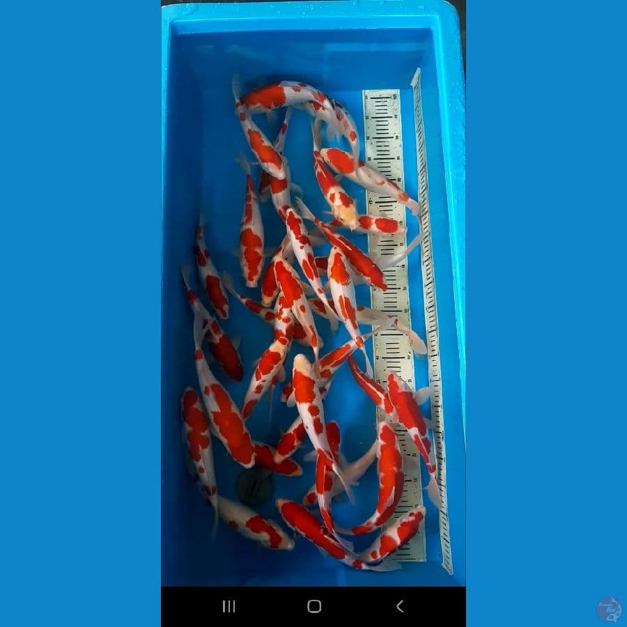35 ekor kohaku sz 25 30 , bonus 3 ekor size 30up
