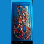 35 ekor kohaku sz 25 30 , bonus 3 ekor size 30up