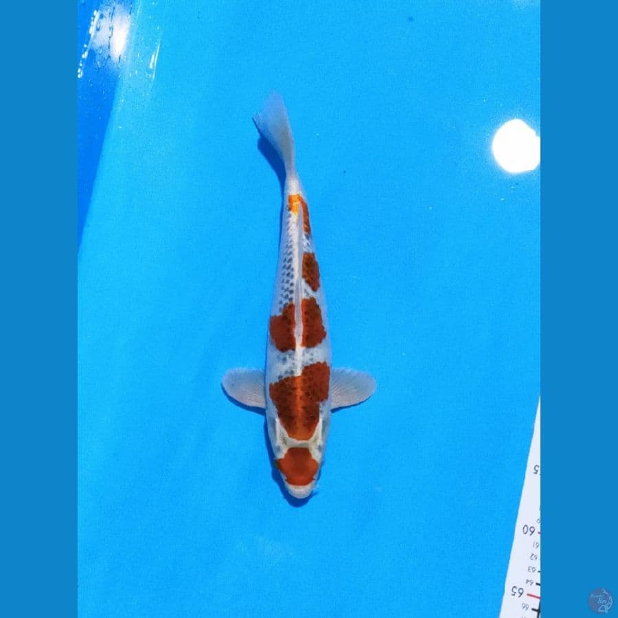 kujaku maruten 33cm