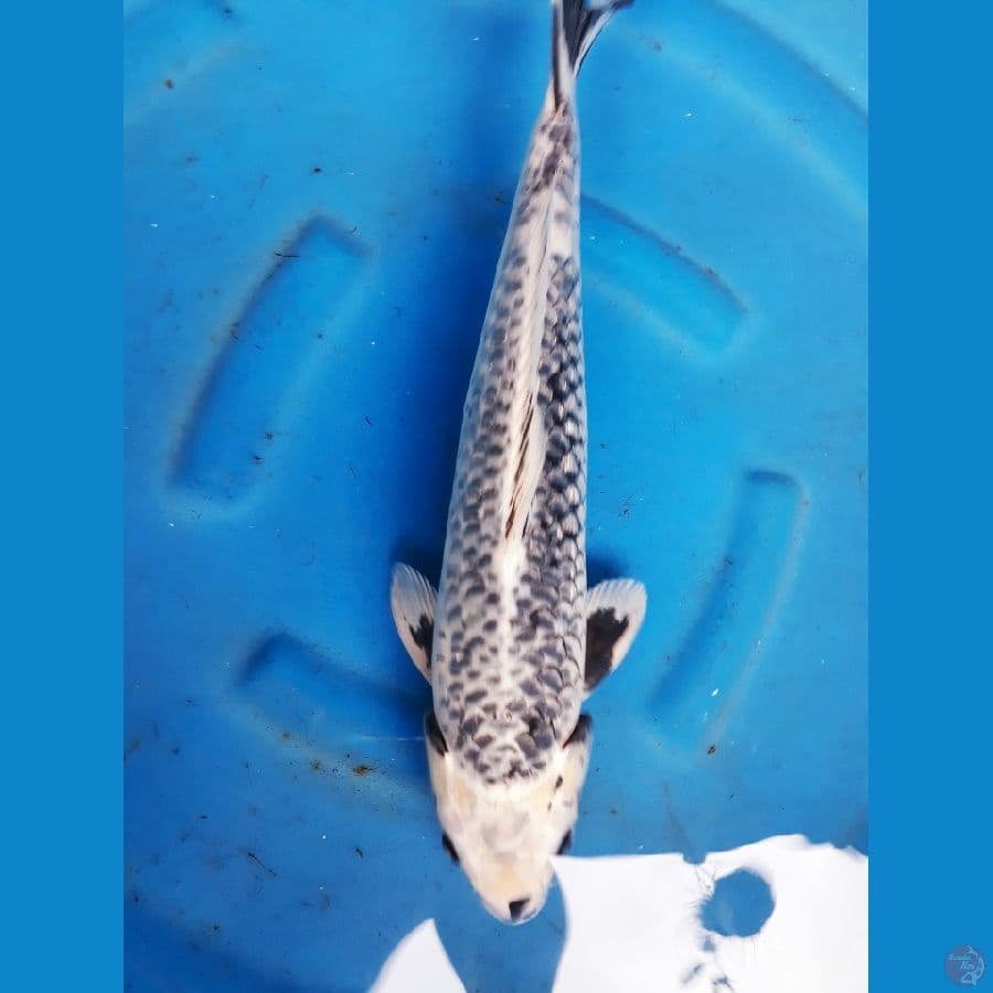 suminagasi 46cm