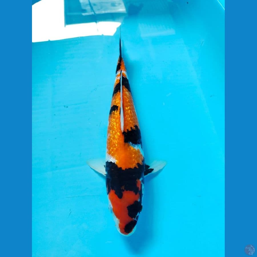 showa 35cm