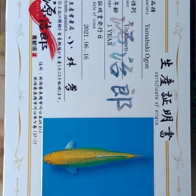 Import Yamabuki Ogon 37 Genjiro