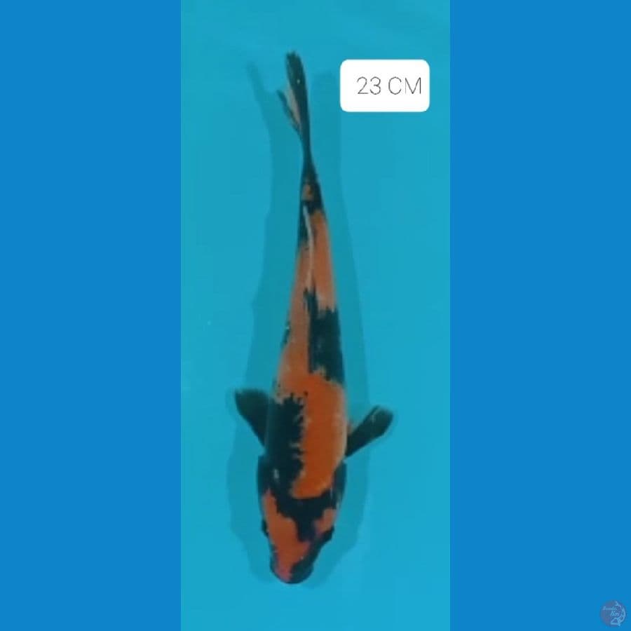 Hiutsuri 23 CM