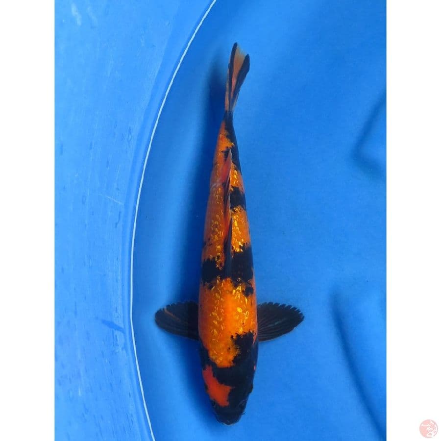 Utsuri HQ Ginrin - 34cm