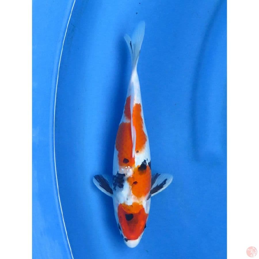 Kindai Showa - 26cm