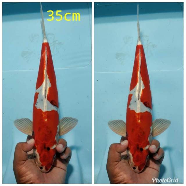 Goshiki doitshu merah