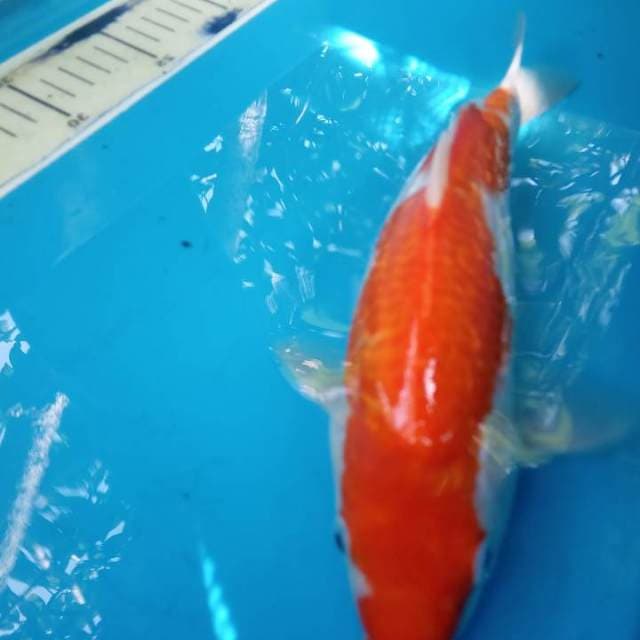 Kohaku full ginrin 27cm