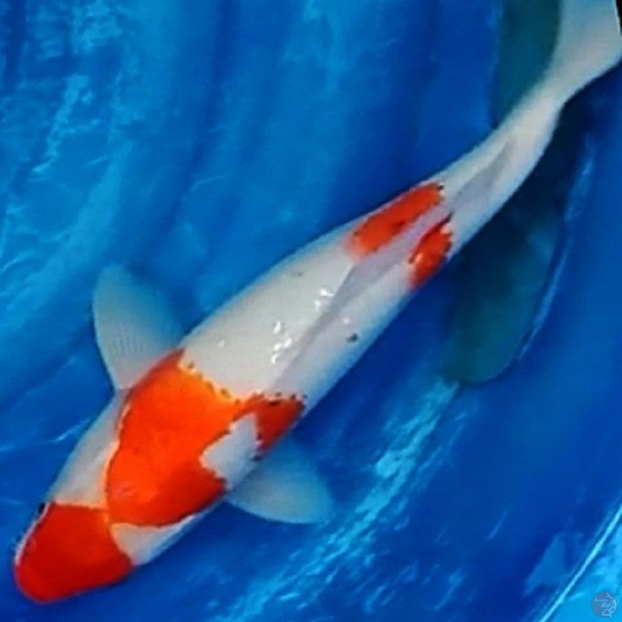kohaku ginrin