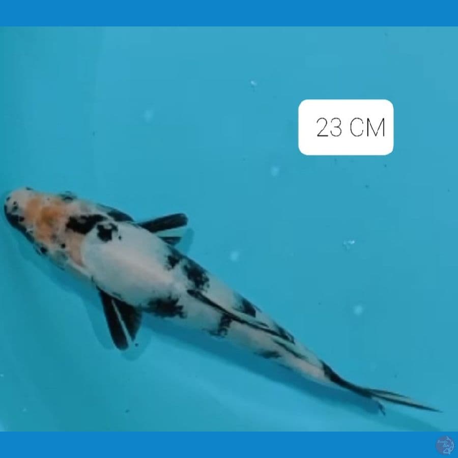 Shiro 23 CM