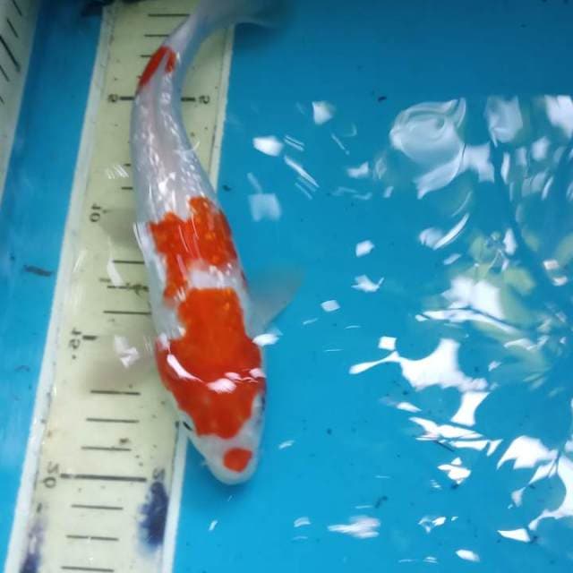 Kohaku ginrin 23cm