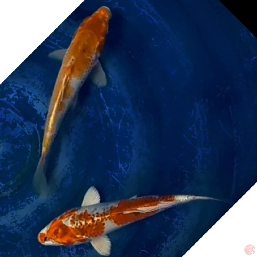campur koi 2ekr