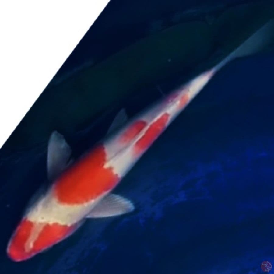 kohaku 4step