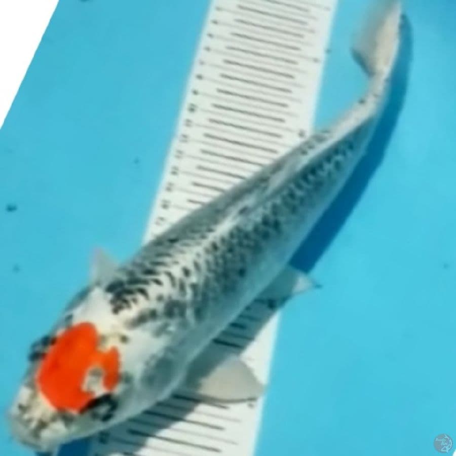 tc kujaku