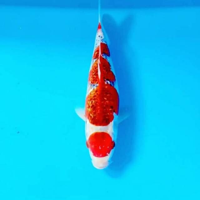 Maruten red goshiki inazuma HQ 34cm