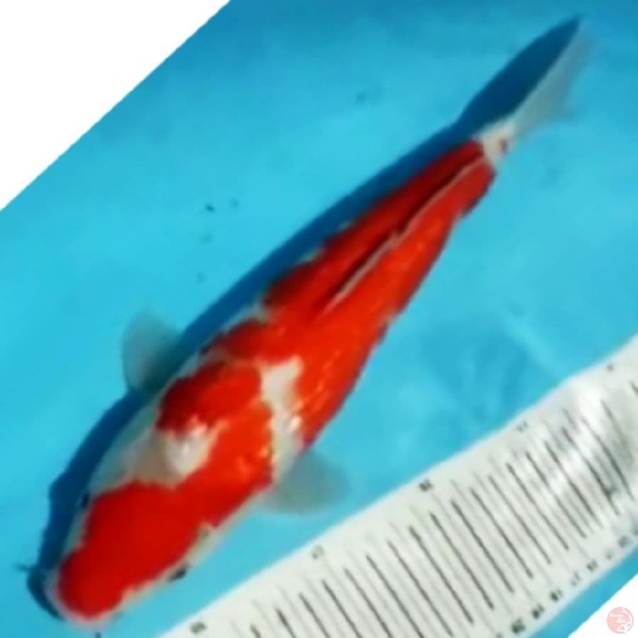 kohaku fuul ginrin