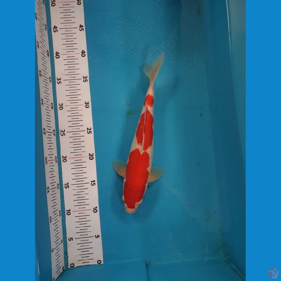 kohaku