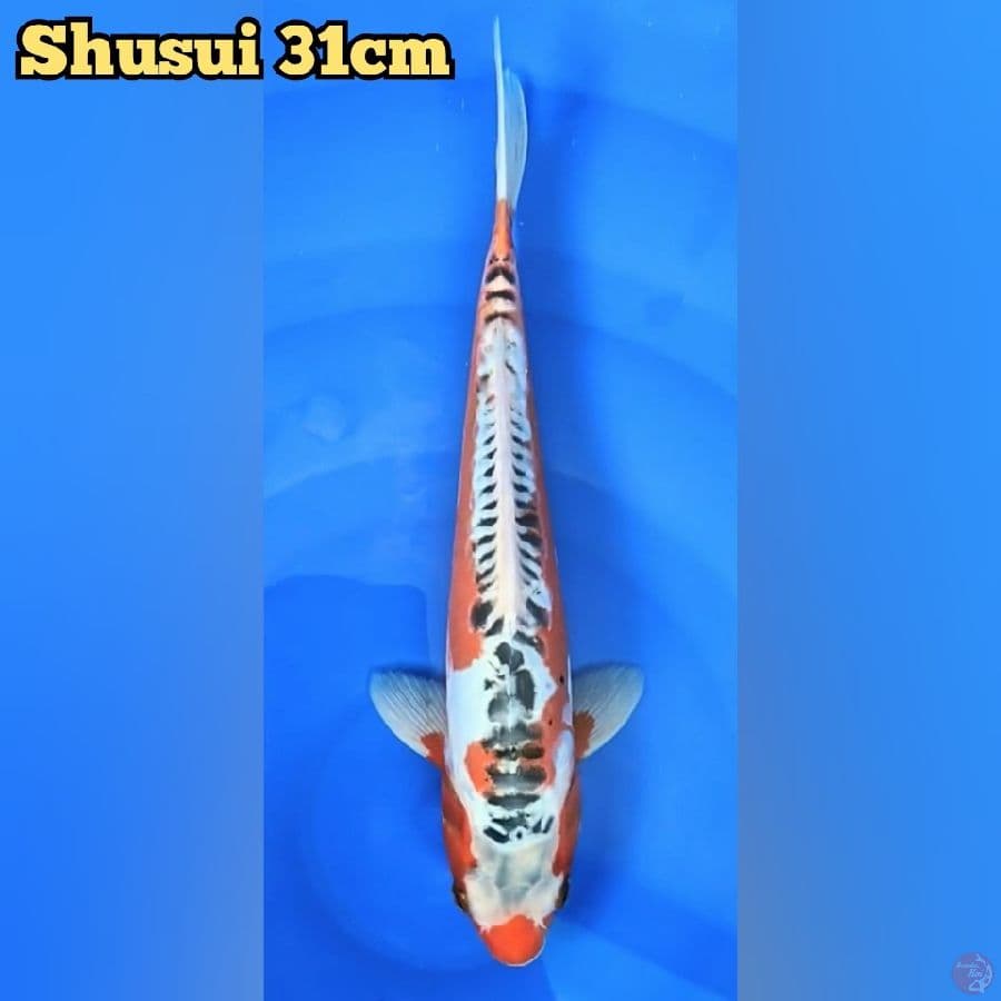 Shusui 31 cm 