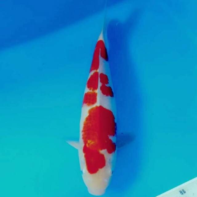Kohaku 37 cm HQ