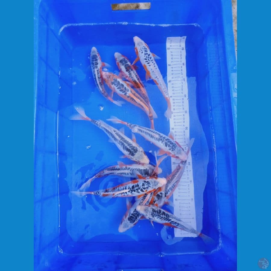 Shusui 21-25cm 11 ekor