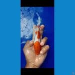 kohaku 3 step