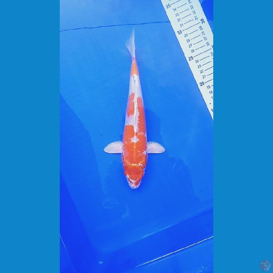 Kujaku 26 cm