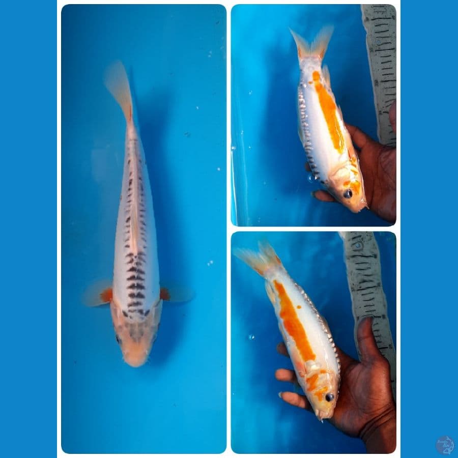 shusui 27cm
