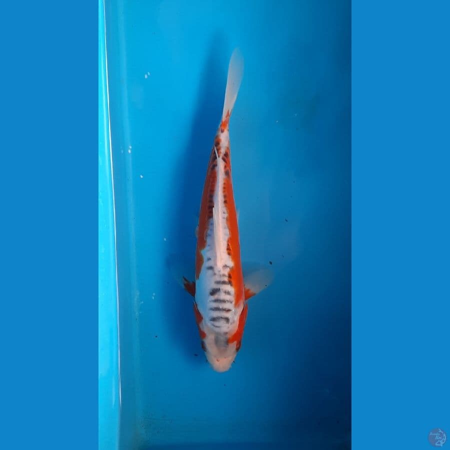 shusui 27cm
