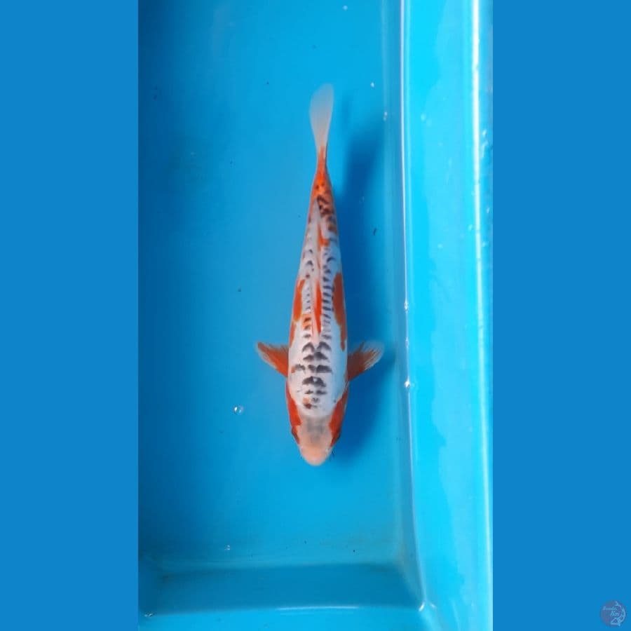 shusui 27cm 